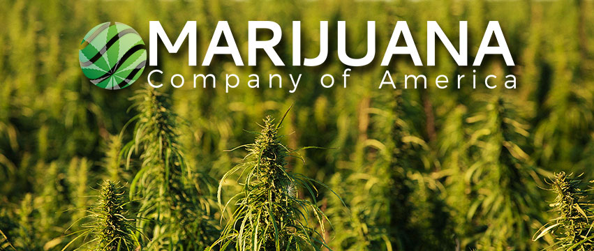 marijuana-company